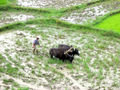 Ploughing the paddy fields