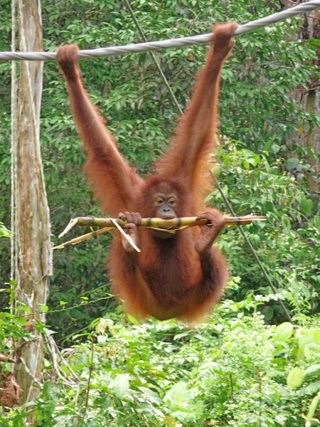 Orangutan at the sanctuary