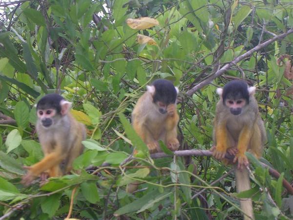 Capuchino Monkeys
