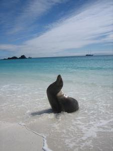 Sea lion posing!!