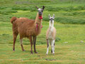 Inquisitive llamas