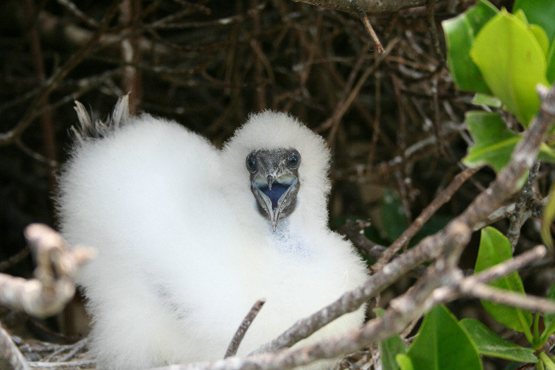 Baby Nasca booby playing for the camera