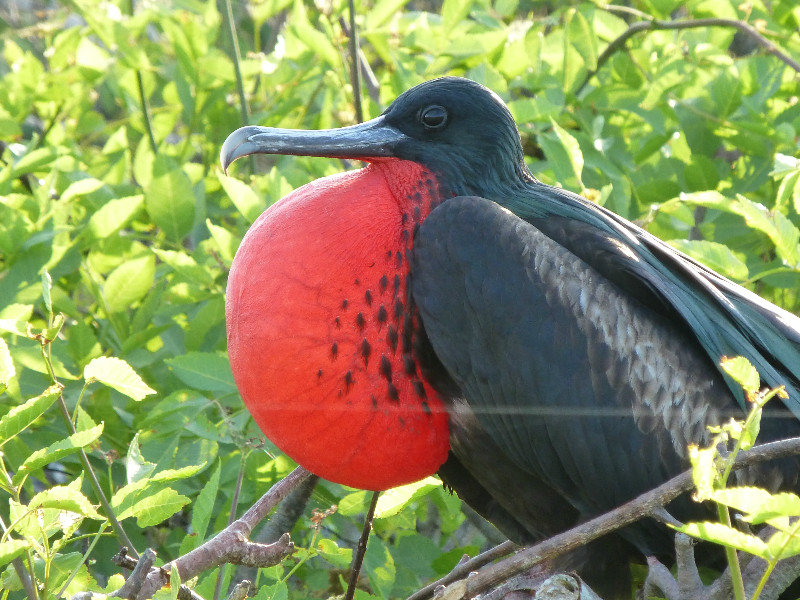 Male frigate bird looking for a mate