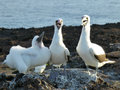 Family of Nasca boobys playing for the camera