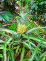 A pineapple...