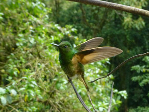 Hummingbird - Valle de Cocura