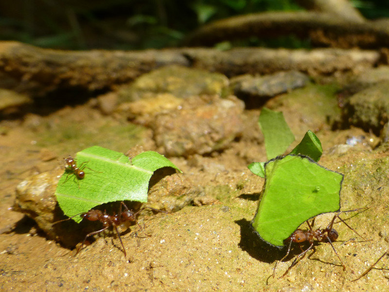 So they call them leaf cutter ants...