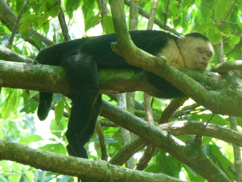 White faced monkey caught napping!