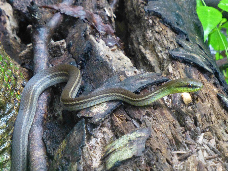 Yellow bellied snake