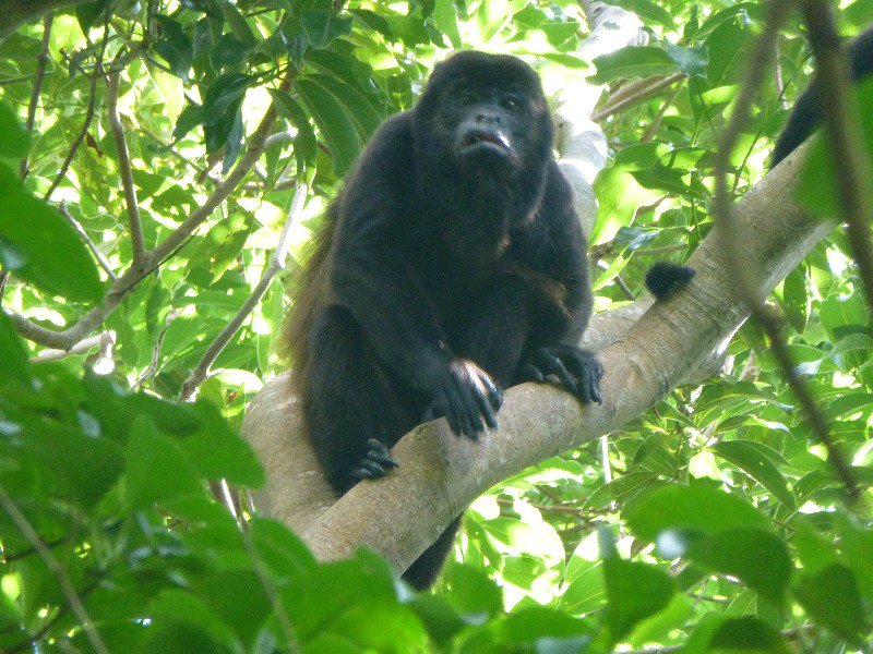 Grumpy looking monkey (howler?) on the way to the falls