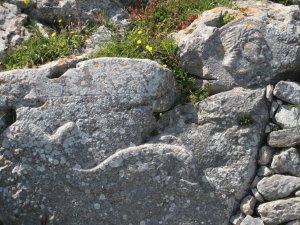 Dolphin in Stone