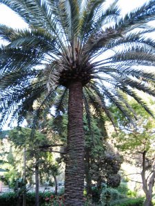 Villa Comunale Palm Tree