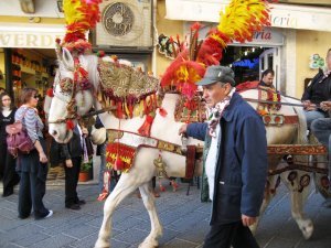 Famous Sicily Horses