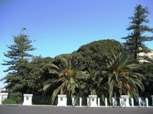 Palm Trees in Piazza Federico di Svevia