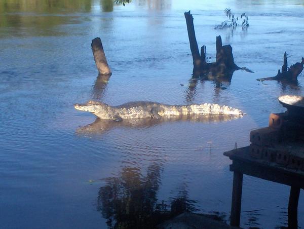 Our resident Alligator