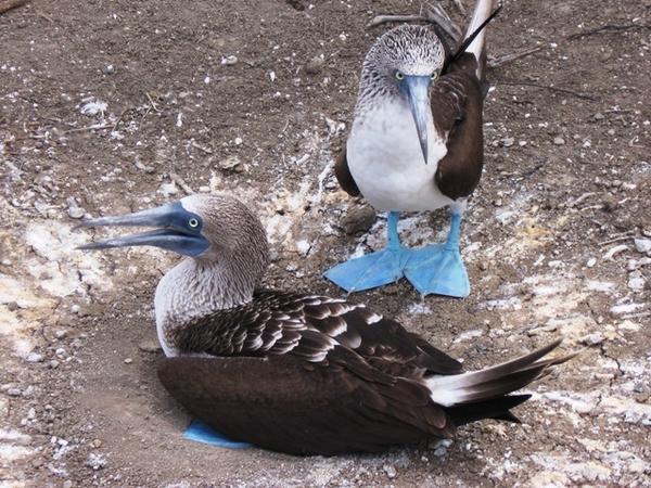 nesting blue-footed boobies