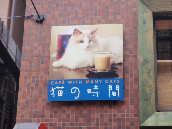 "Cafe with Many Cats"