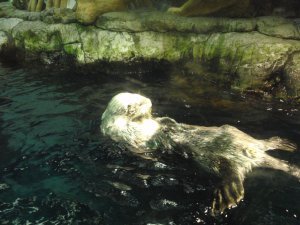 Otter at the Osaka aquarium