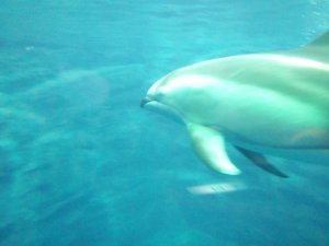 bluenose dolphin