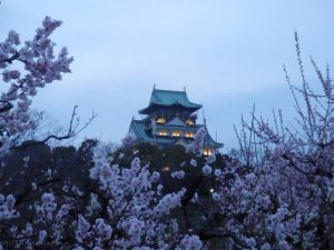 Osaka castle and blossoms