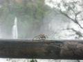 A spider in IguazÃº