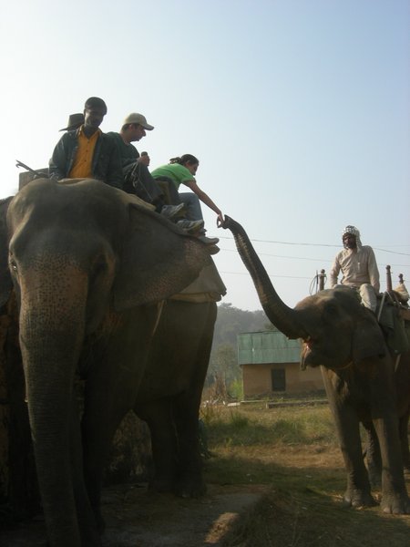 The Elephant Ride