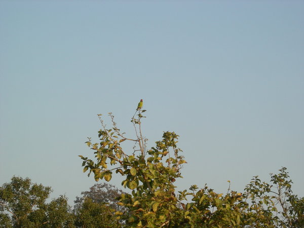 The Parakeet