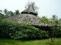 A Thatched Hut