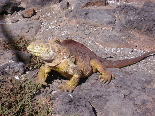 land iguana