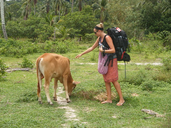 Bamboo Island Cow