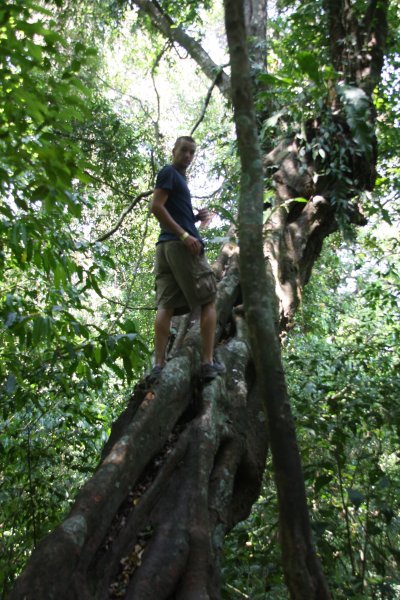 Climbing a Tree in the Jungle