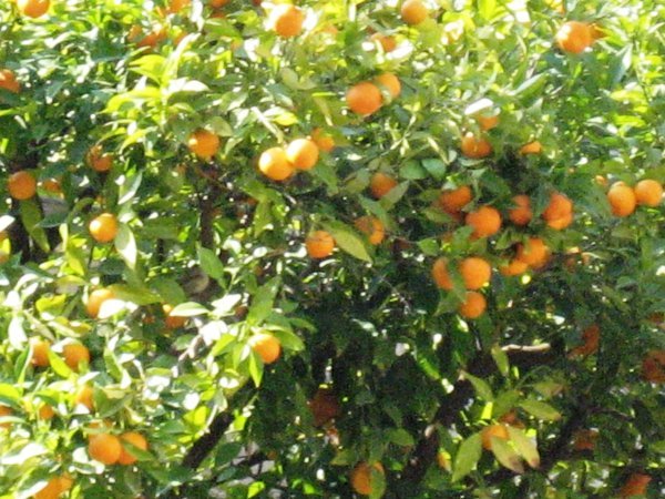 Yummy oranges