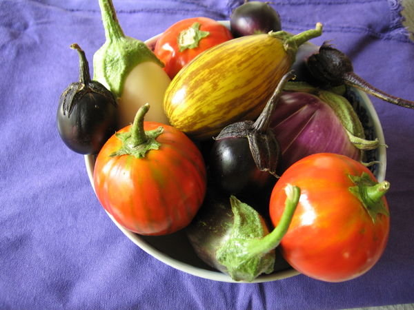 heirloom eggplants