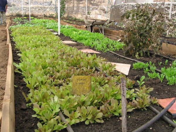 "after" baby salad bed