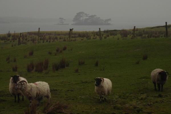 Sheep in Connemara