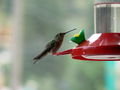 A hungry hummingbird