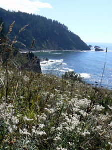 Wildflowers on Cascade Head