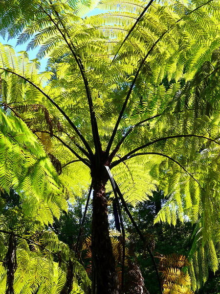 The giant fern looks like a lacy green umbrella
