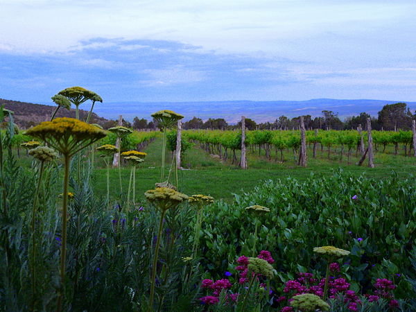 Flowers in the fading sun at Leroux Creek Winery