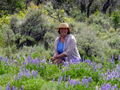 Alan captures me in a field of blue lupines