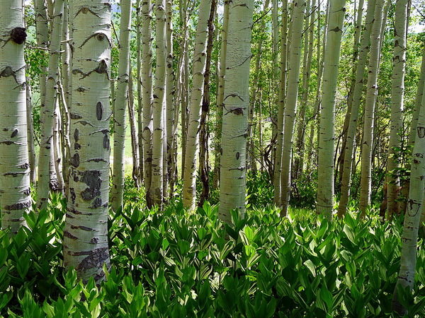 The aspen forest