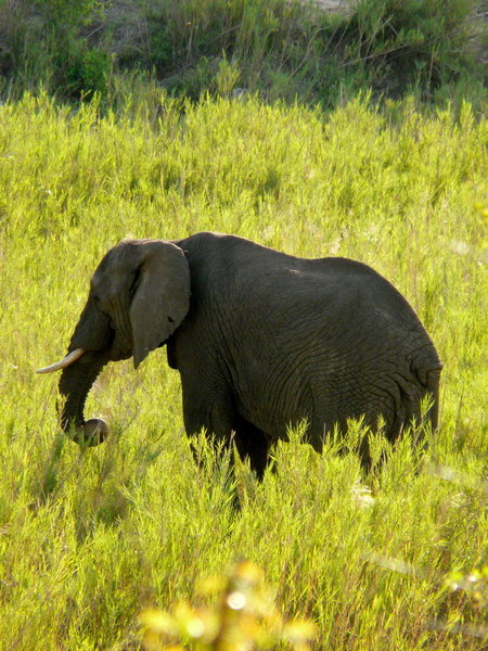 Elephant in the late afternoon