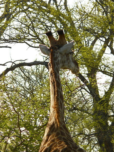 A giraffe tastes the tree