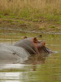 A hippo takes his morning soak