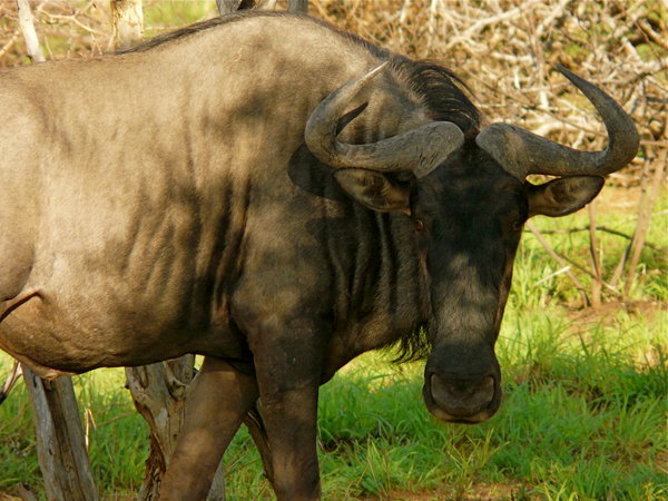 Here's a wildebeest