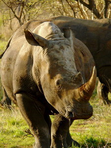 A rhino poses