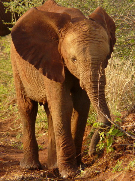 One of the young elephants