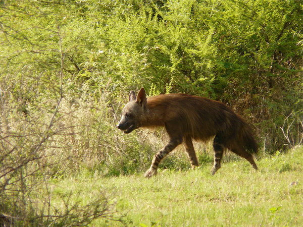Brown hyenas have stripped legs