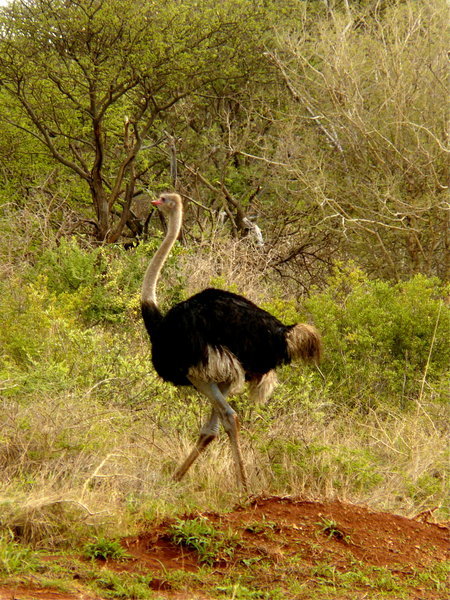 An ostrich walks along the air strip
