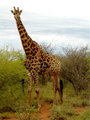 One tall giraffe